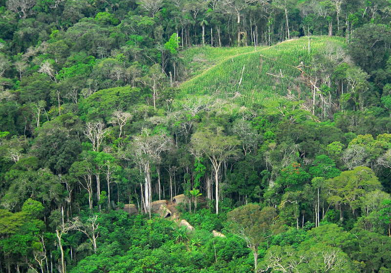 Illustration for article titled Esta mujer sobrevivió 10 días en la selva del Amazonas después de caer en picado desde 3.000 metros de altura